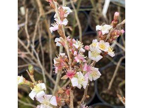 Prunus incisa 'February Red' - višen vyříznutá