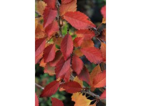 Prunus incisa 'Kojonomai' - višen vyříznutá
