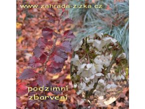 Prunus incisa 'Kojonomai' kmínek - višen vyříznutá