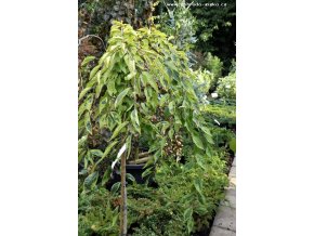 Prunus incisa 'Mattrilly' FRILLY FROCK - slivoň vyříznutá