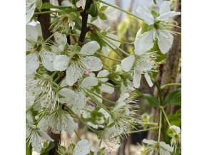 Prunus 'Kolonovidnaja' - slivoň asijská sloupovitá