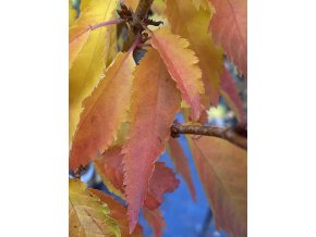 Prunus kurilensis 'Brillant' kmínek - slivoň kurilská