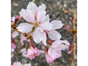 Prunus kurilensis 'Ruby' - slivoň kurilská