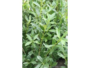 Prunus laurocerasus 'Caucasica' - bobkovišeň lékařská