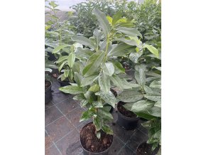 Prunus laurocerasus 'Genolia' - bobkovišeň