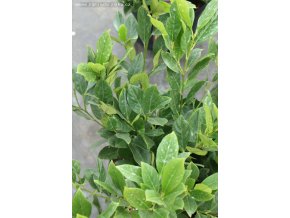 Prunus laurocerasus 'Mano' - bobkovišeň lékařská