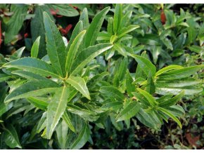 Prunus laurocerasus 'Miky' - bobkovišeň