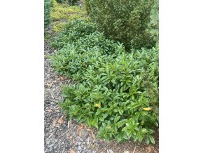 Prunus laurocerasus 'Mount Vernon' - bobkovišeň lékařská