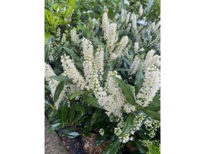 Prunus laurocerasus 'Otto Luyken' - bobkovišeň
