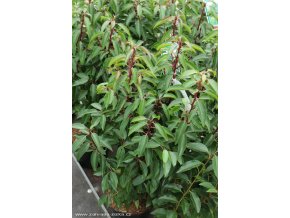 Prunus lusitanica 'Angustifolia' - bobkovišeň portugalská