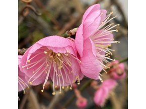 Prunus mume 'Dawn'