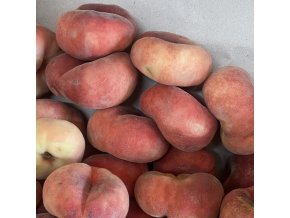 Prunus persica 'Sandwich Weiss' - broskvoň