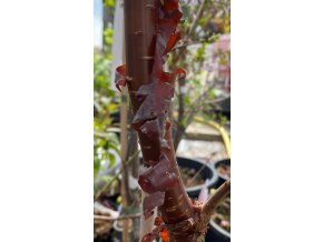 Prunus serrula 'Aber Scots' - slivoň tibetská