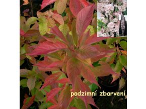 Prunus serrulata 'Amanogawa' - třešeň pilovitá /sakura/