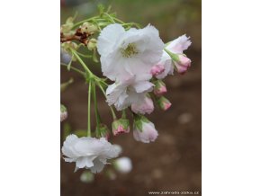 Prunus serrulata 'Shimidsu' - třešeň pilovitá /sakura/