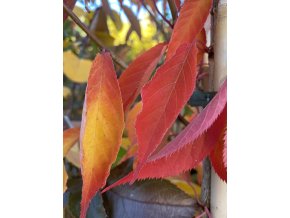 Prunus subhirtella 'Sunset Boulevard' - višeň chloupkatá