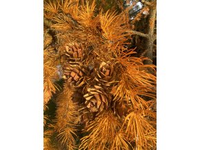 Pseudolarix amabilis - pamodřín líbezný