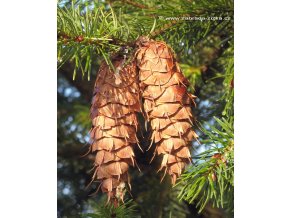 Pseudotsuga menziesii - douglaska tisolistá