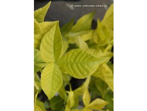 Ptelea trifoliata 'Aurea' - křídlatec trojlistý