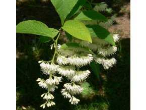 Pterostyrax hispida