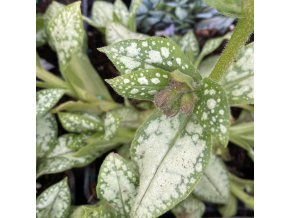 Pulmonaria 'Moonshine' - plicník