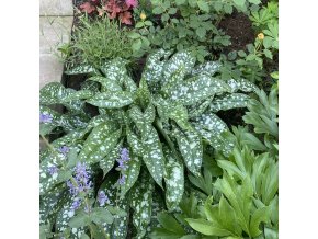 Pulmonaria 'Trevil Fountain' - Plicník