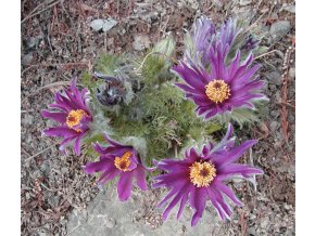 Pulsatilla vulgaris 'Prima Papagena' - koniklec obecný