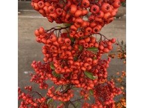 Pyracantha coccinea 'Orange Glow' - hlohyně šarlatová