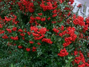 Pyracantha coccinea 'Red Column' - hlohyně šarlatová
