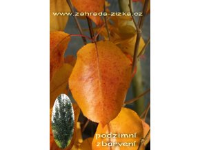 Pyrus calleryana 'Chanticleer' - okrasná hrušeň