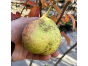 Pyrus 'Dicolor' - hrušeň raně zimní
