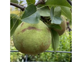 Pyrus pyrifolia 'Kiefer' - hrušeň