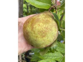 Pyrus pyrifolia 'Kiefer' - hrušeň