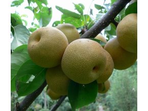 Pyrus pyrifolia HOSUI - hruška asijská