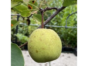Pyrus pyrifolia SON SHU - hruška asijská