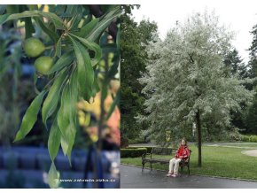 Pyrus salicifolia 'Pendula' - okrasná hrušeň
