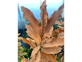 Quercus acutissima - dub nejšpičatější