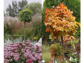 Quercus palustris 'Green Dwarf' - dub bahenní