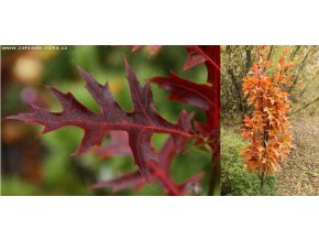 Quercus palustris 'Green Pillar' - dub bahenní