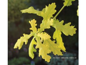 Quercus robur 'Concordia' - dub letní