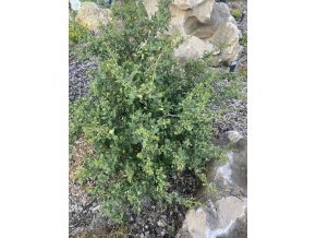 Quercus robur 'Gnome' - dub letní