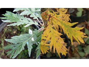 Quercus robur 'Pectinata' - dub letní