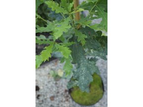 Quercus robur 'Pyramidalis Punctata' - dub letní