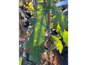 Quercus robur 'Scolopendriifolia' - dub letní