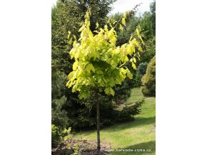 Quercus rubra 'Aurea' - dub červený