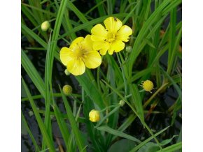 Ranunculus lingua - prykyřník velký
