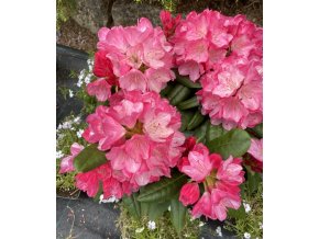 Rhododendron (Y) 'Fantastica' - pěnišník
