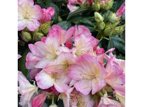 Rhododendron (Y) 'Percy Wiseman' - pěnišník