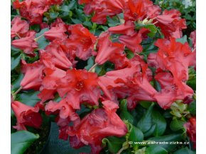 rhododendronBadenBaden