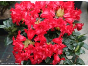 Rhododendron 'Bengal' - pěnišník zakrslý
